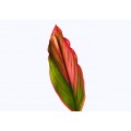 Cordyline Leaves - Aron Red Ti